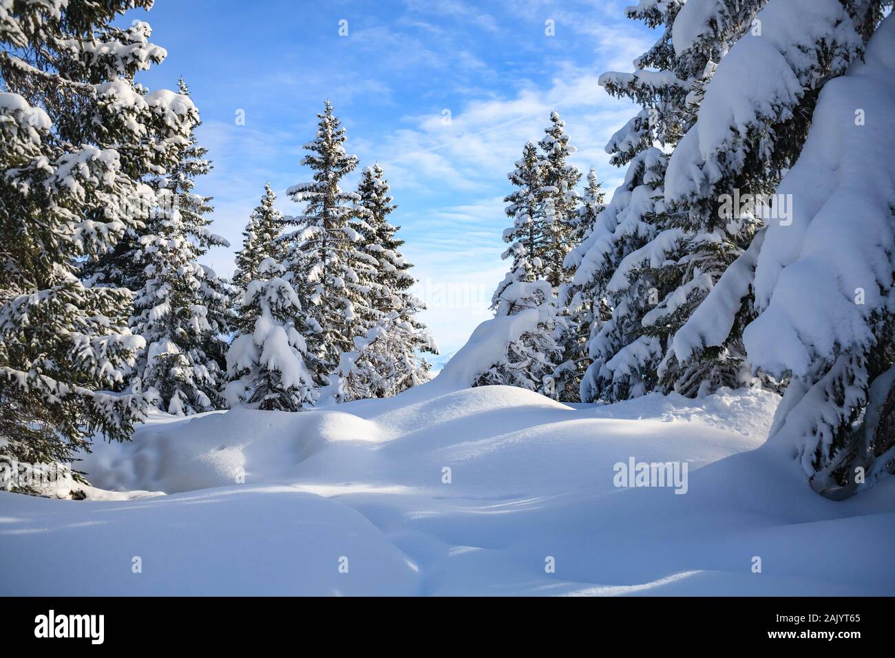 Wintry forest in the Alps near Kufstein in Austria, Europe. Stock Photo