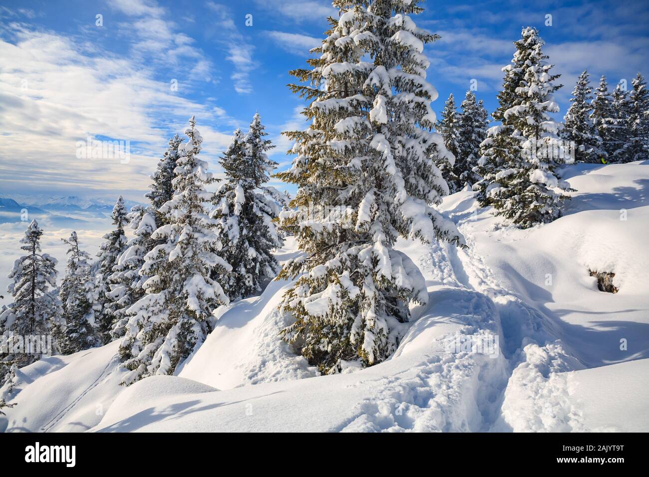Winter forest in Alps near Kufstein in Austria, Europe. Stock Photo