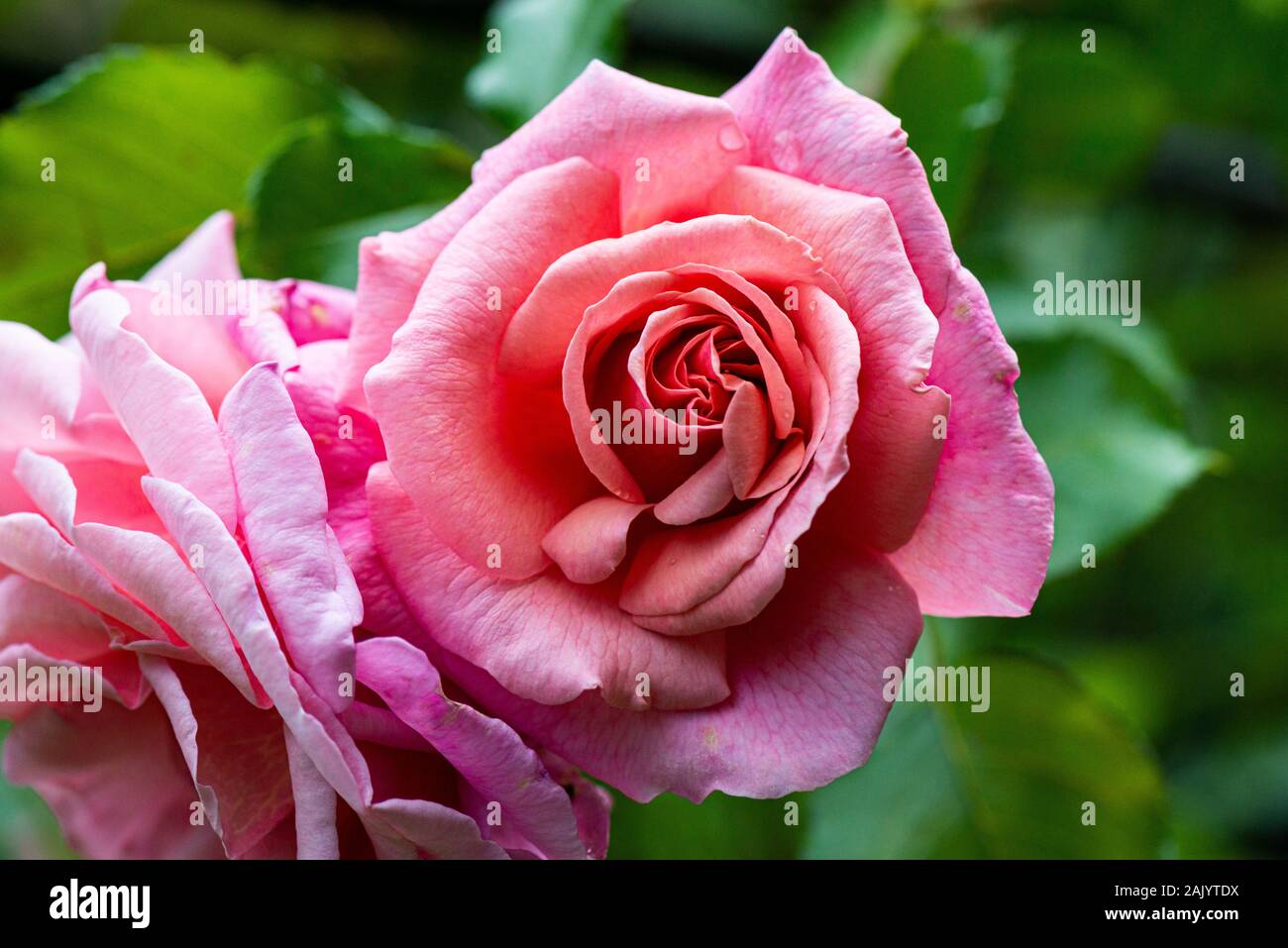 The pink flower of a New Dawn climbing rose Stock Photo - Alamy