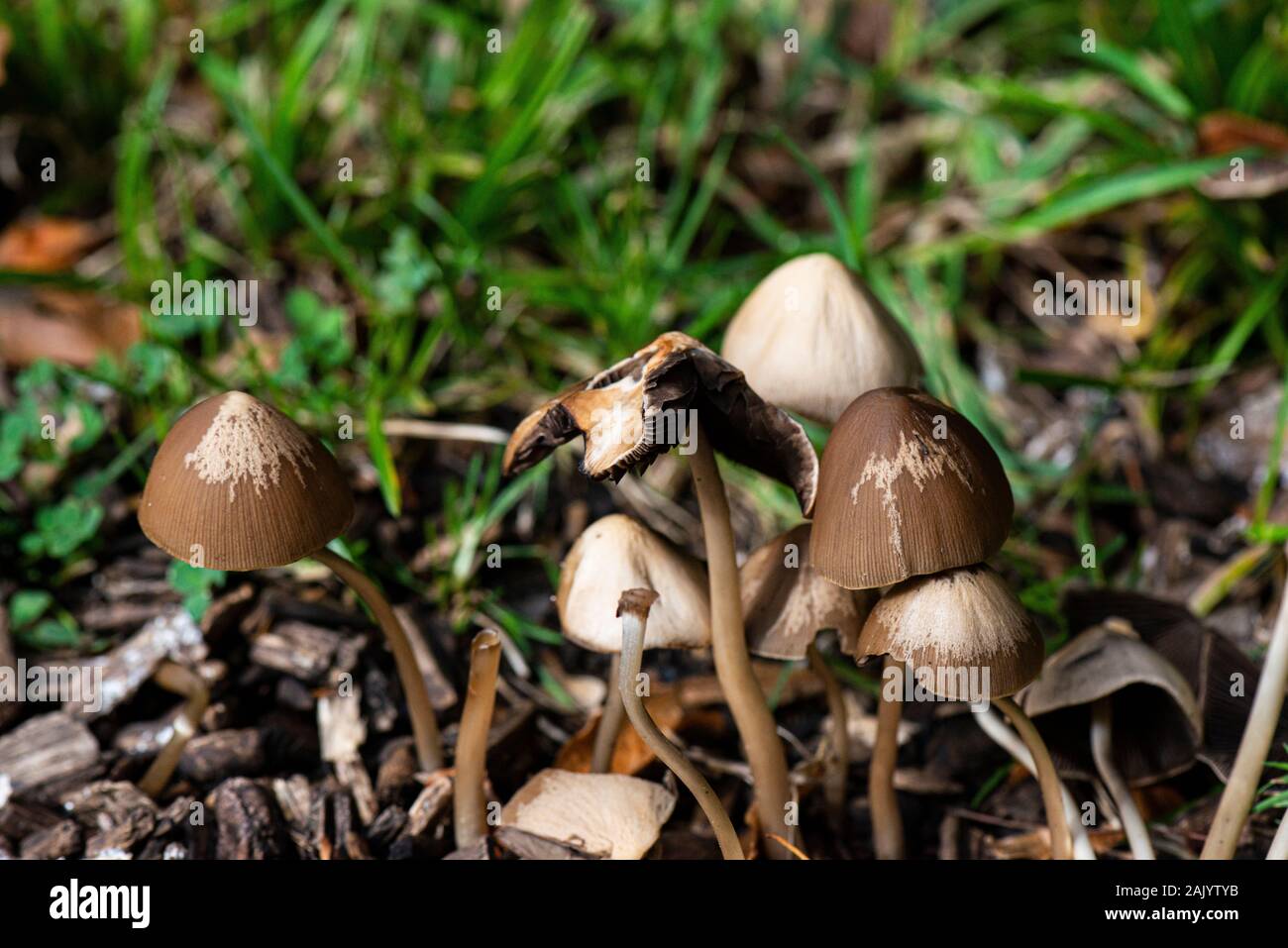 Small brown fungi Stock Photo
