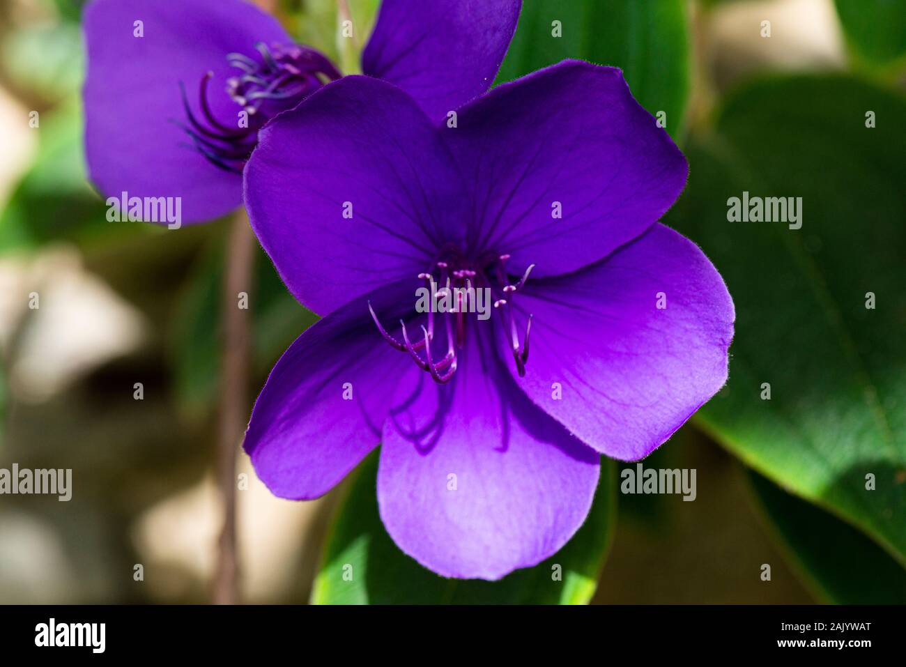 The flower of a glory bush (Tibouchina urvilleana) Stock Photo