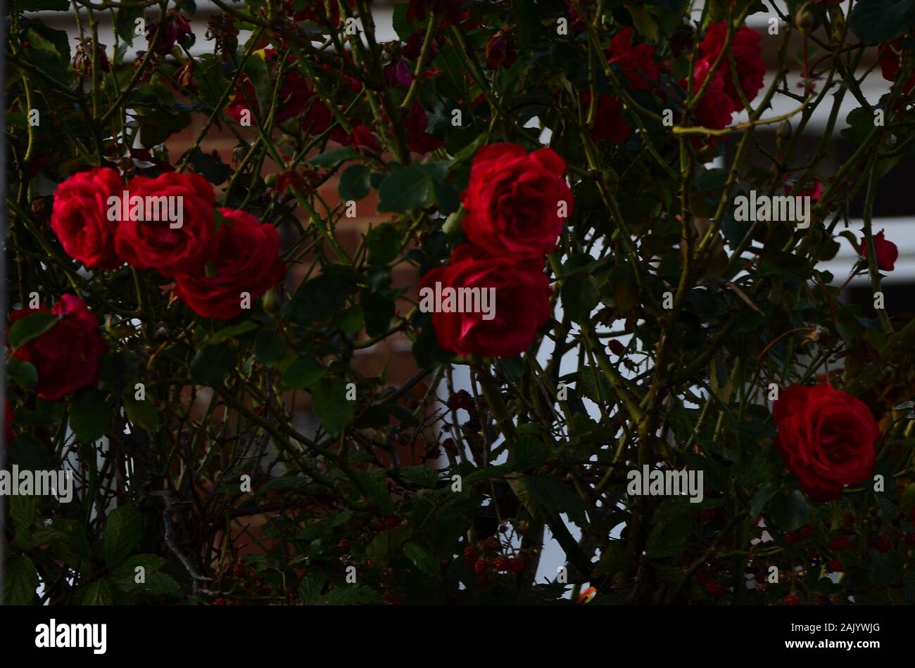 Deadhead border rose hi-res stock photography and images - Alamy