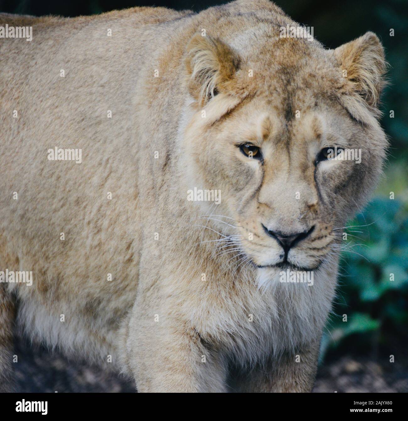 Lion tamer hi-res stock photography and images - Alamy