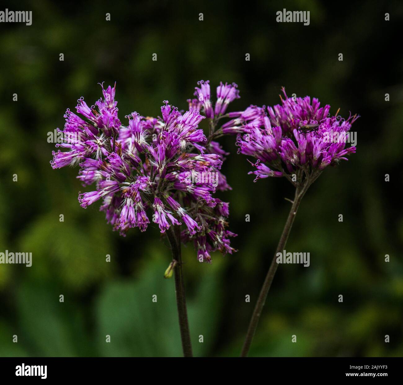 close up flower in swiss alps on a rainy day with green background Stock Photo