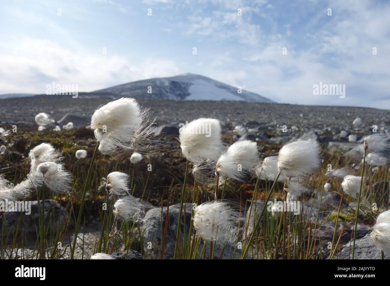 cottongrass in front of Mount Snohetta Norway Stock Photo Alamy