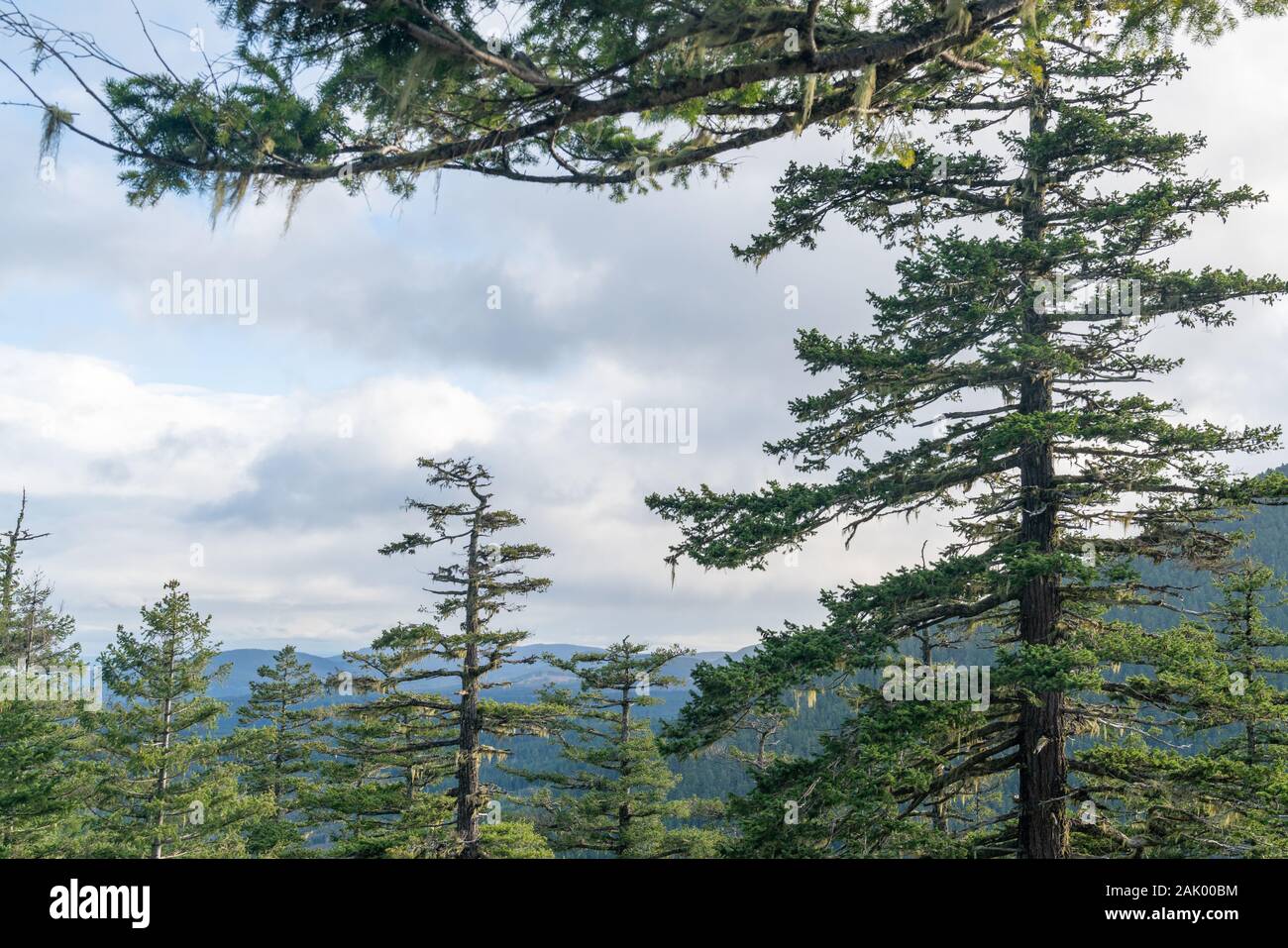 Olympic Peninsula in Washington State A haven of natural beauty and rich cultural heritage.