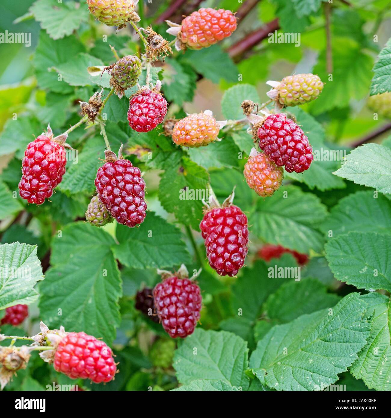 Tayberries on shrub in the garden Stock Photo
