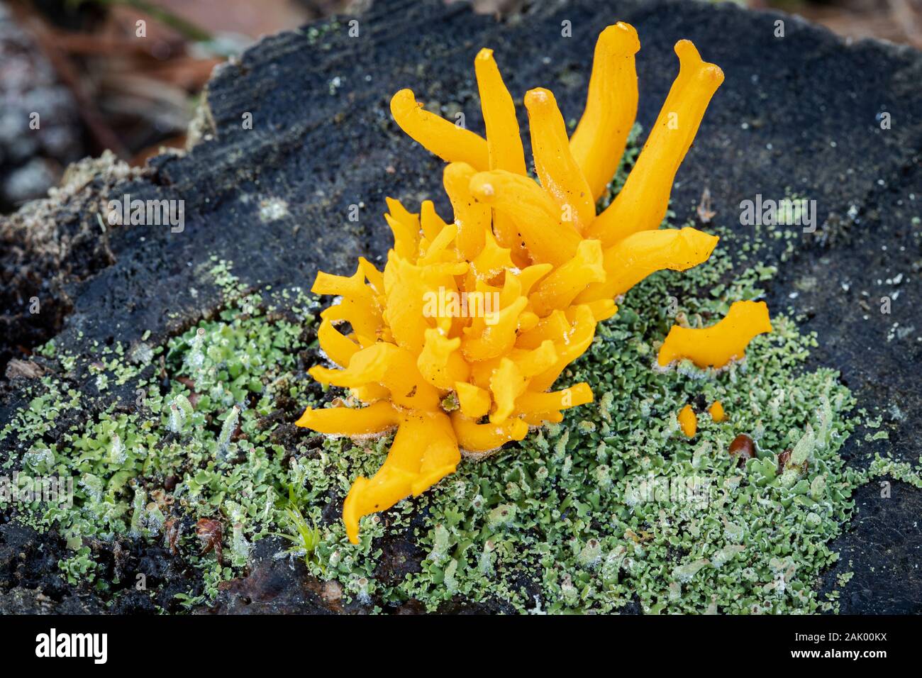 Yellow Stagshorn ( Calocera viscosa)  In the Highlands of Scotland. Stock Photo