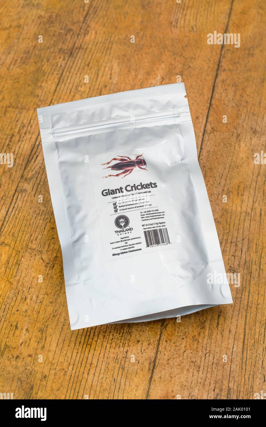 Pack of edible insects / novelty food Giant Crickets / Brachytrupes