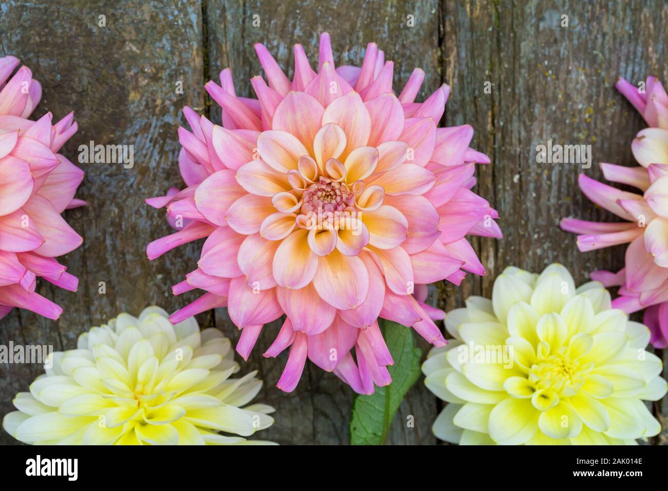 Closeup of pink dahlias hi-res stock photography and images - Alamy