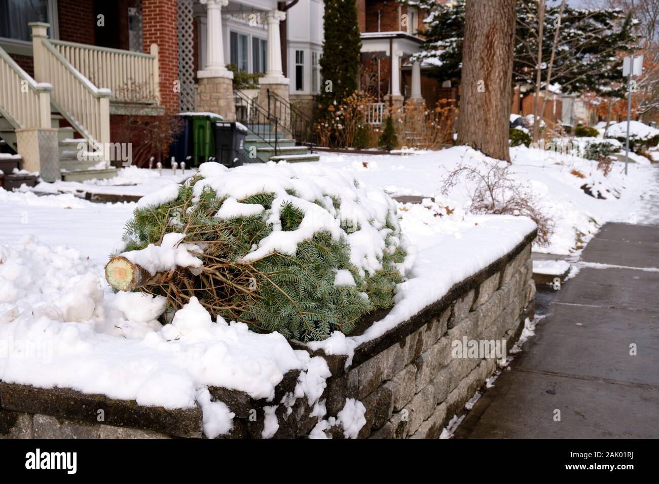 Discarded Christmas tree left of curb covered in fresh snow in residential area of Toronto Stock Photo