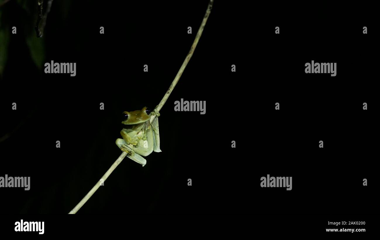 Hypsiboas tree frog hanging alone from a branch by night in the Amazon Rainforest in Peru Stock Photo