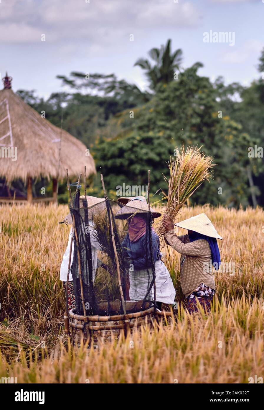 People Picking Rice Woman workers harvesting rice field in the morning scene. The Farmer ...