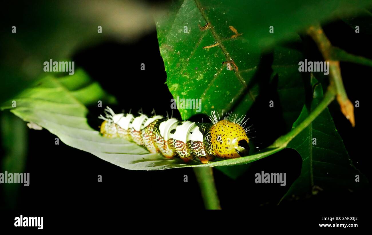 Yellowwhite caterpillar on leaf in the Amazon rainforest in Peru Stock
