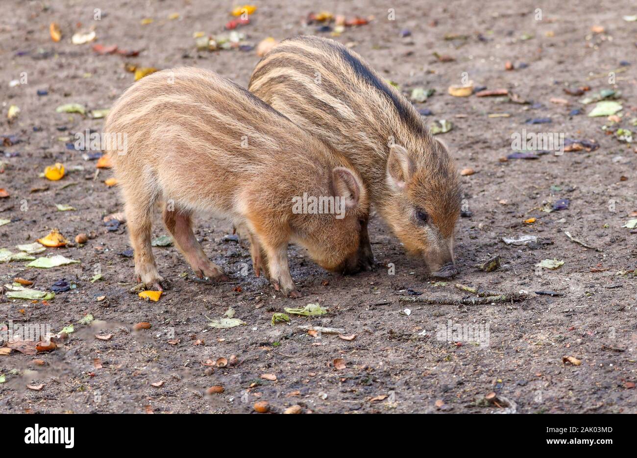 The two young wild boars are not bothered by the food. Stock Photo