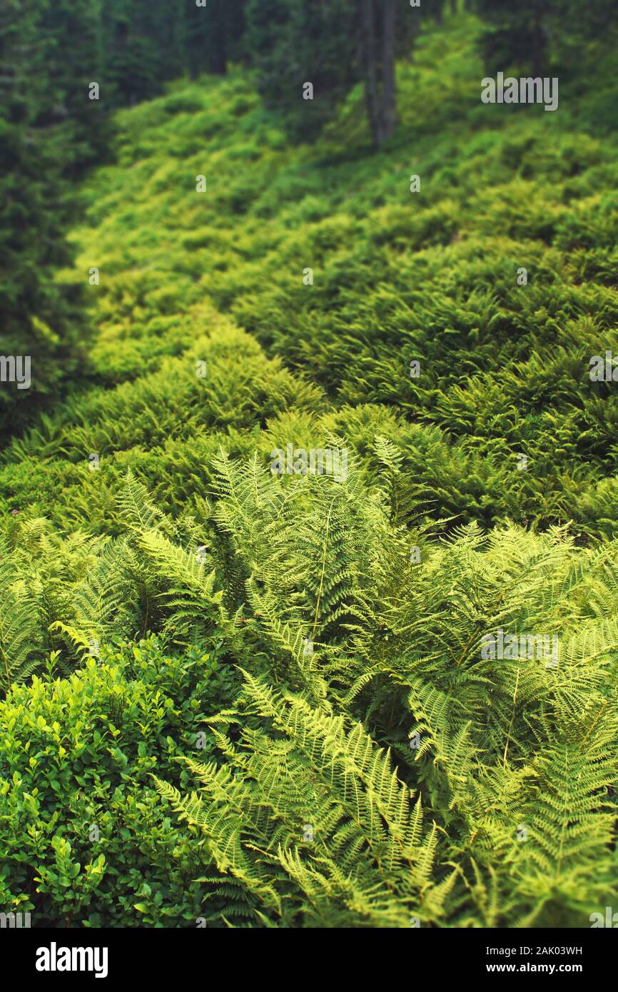 green fern and moss in the forest - green soil cover Stock Photo