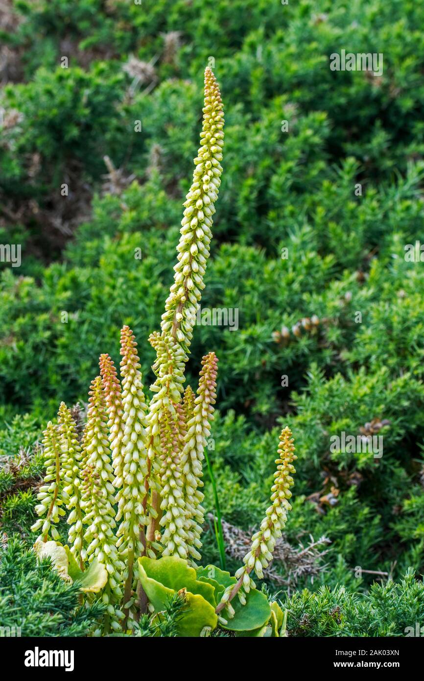 Penny plant hires stock photography and images Alamy