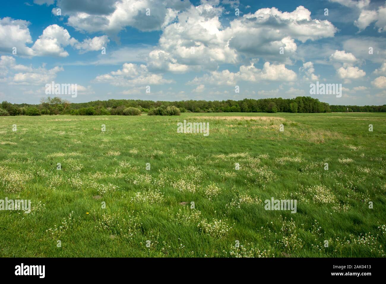 Eastern Poland and wild flowers on green meadow, forest and white clouds on blue sky Stock Photo