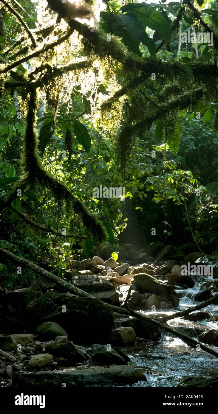 Jungle river with light filtering through the canopy in the Amazon rainforest in Peru Stock Photo
