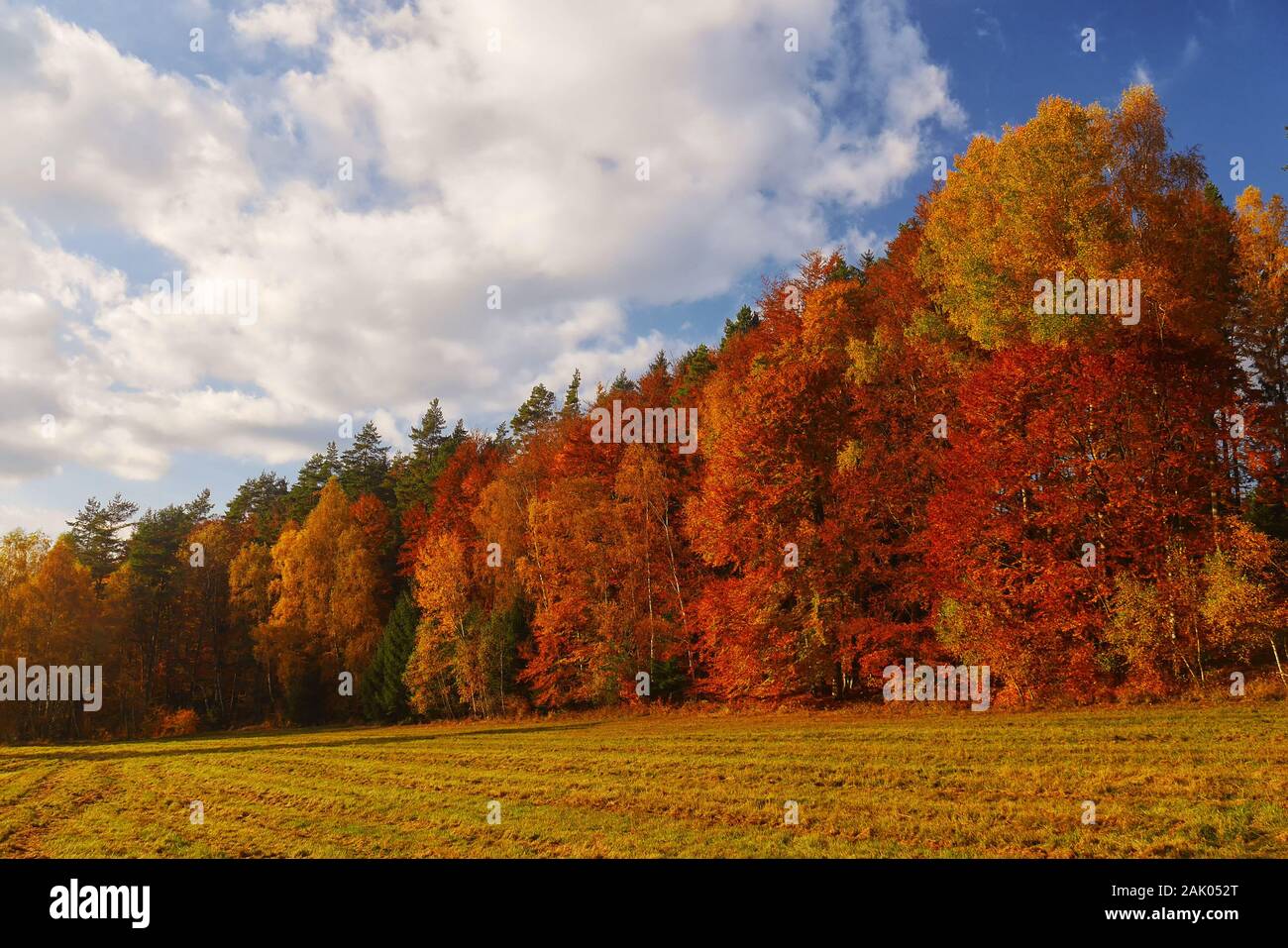 autumn landscape with forest and blue sky - trees with red and yellow leaves near field, blue sky with white clouds behind Stock Photo