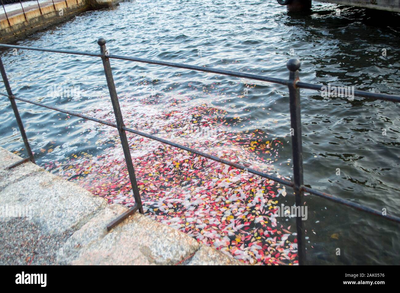 Leaves floating in water hi-res stock photography and images - Alamy