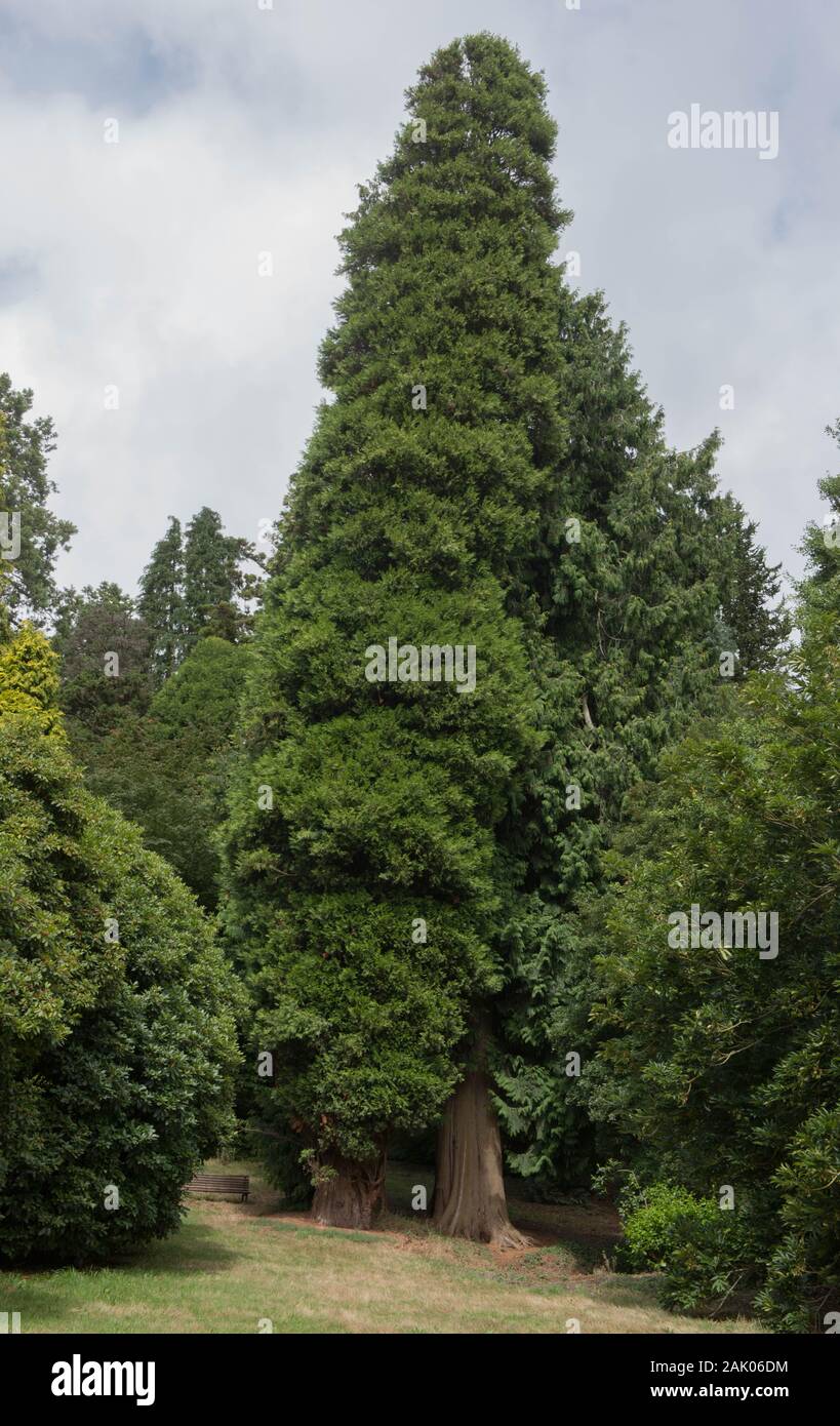 Green Foliage of an Evergreen Coniferous Western Red Cedar, Pacific Red Cedar, Giant Arborvitae or Giant Cedar (Thuja plicata) in a Park Stock Photo