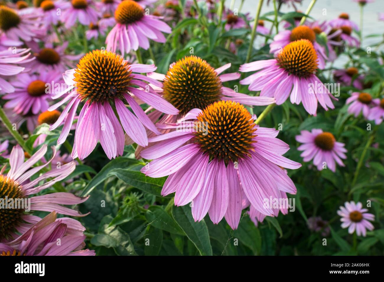 Colorful Echinacea flowers in a park Stock Photo