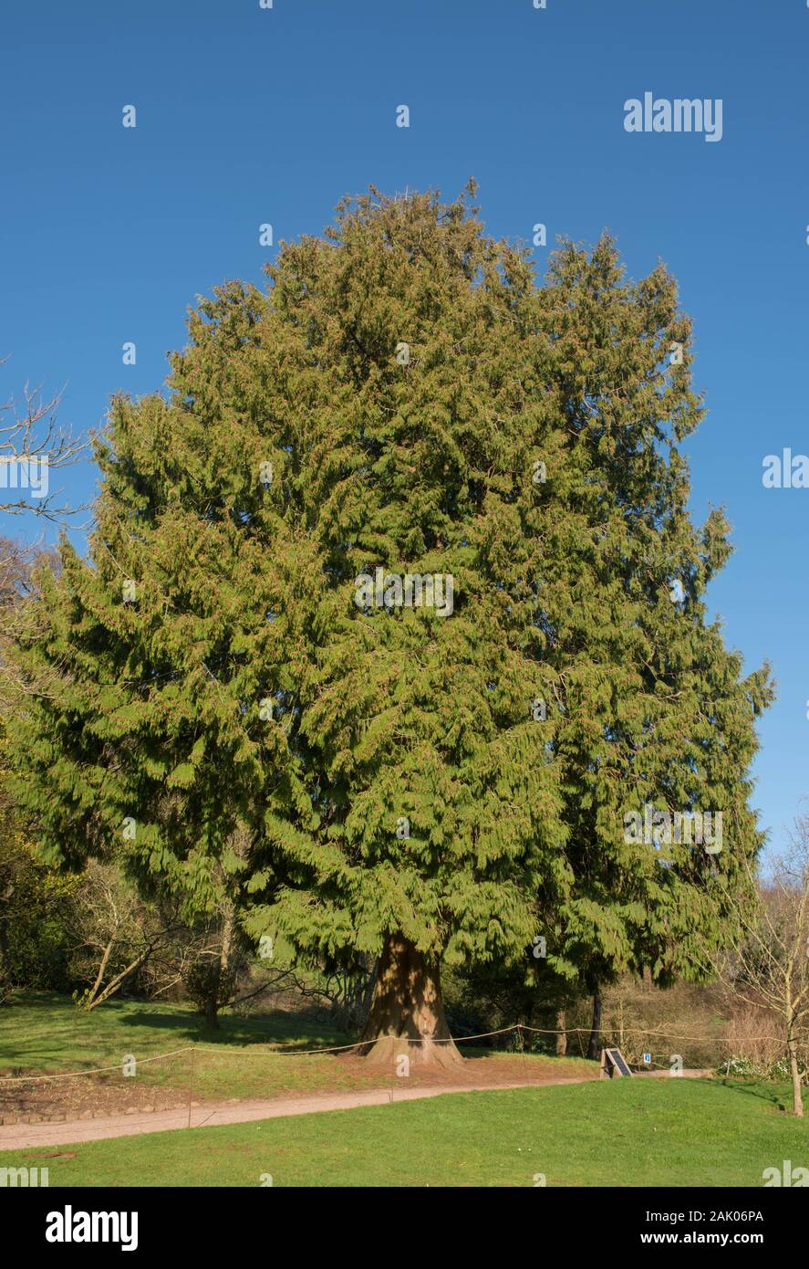 Green Foliage of an Evergreen Coniferous Western Red Cedar, Pacific Red Cedar, Giant Arborvitae or Giant Cedar (Thuja plicata) in a Park Stock Photo