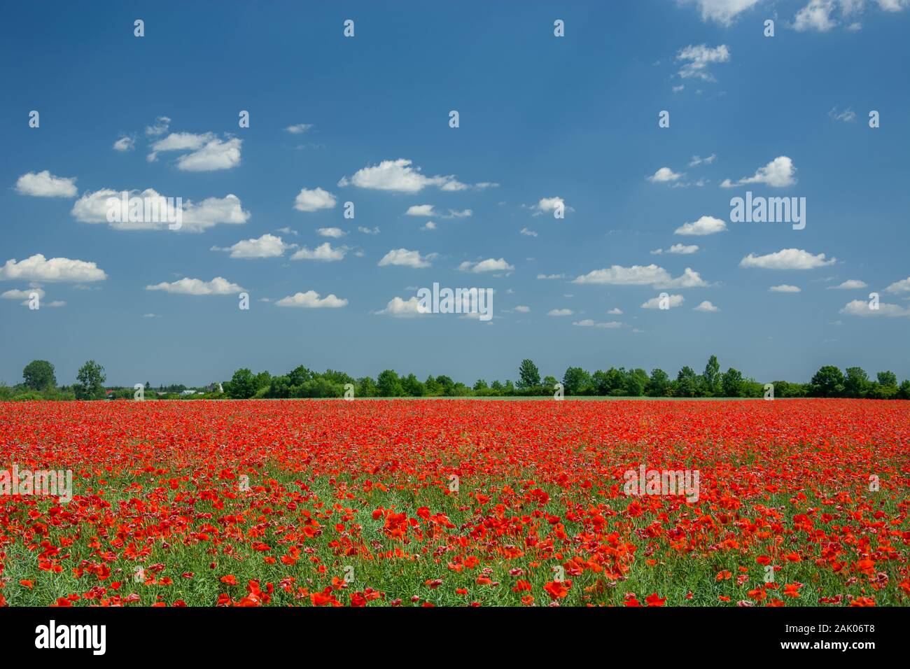 Red poppy field, horizon and white clouds on a blue sky Stock Photo - Alamy