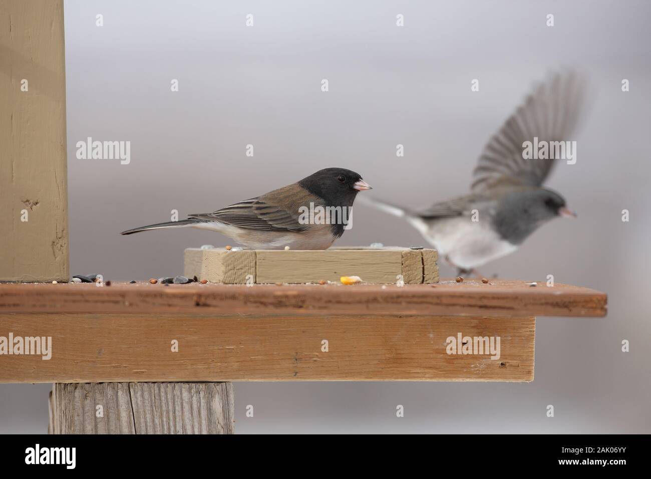Wild Junco birds on outside feeder Stock Photo Alamy