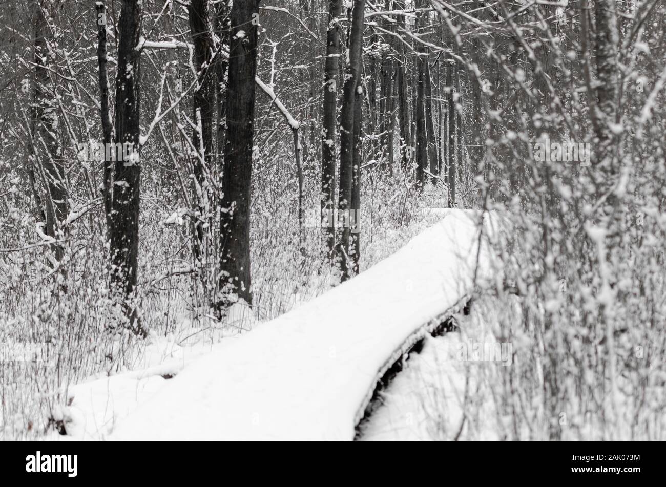 The Sifton Bog is a wetland jointly administered by the city of London
