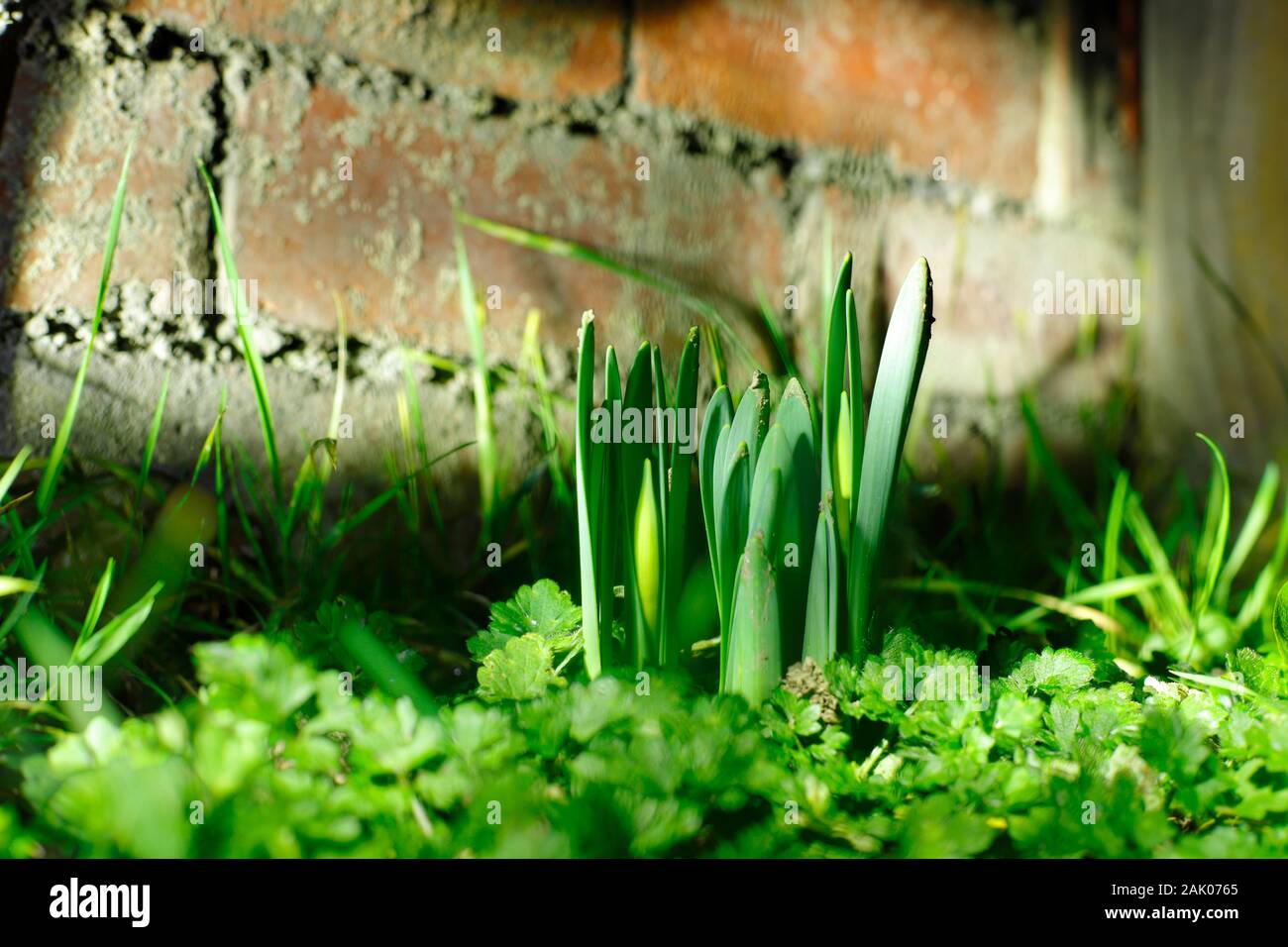 Signs of an early Spring, as Daffodils begin to grow in Leeds on a mild January day 2020 Stock Photo