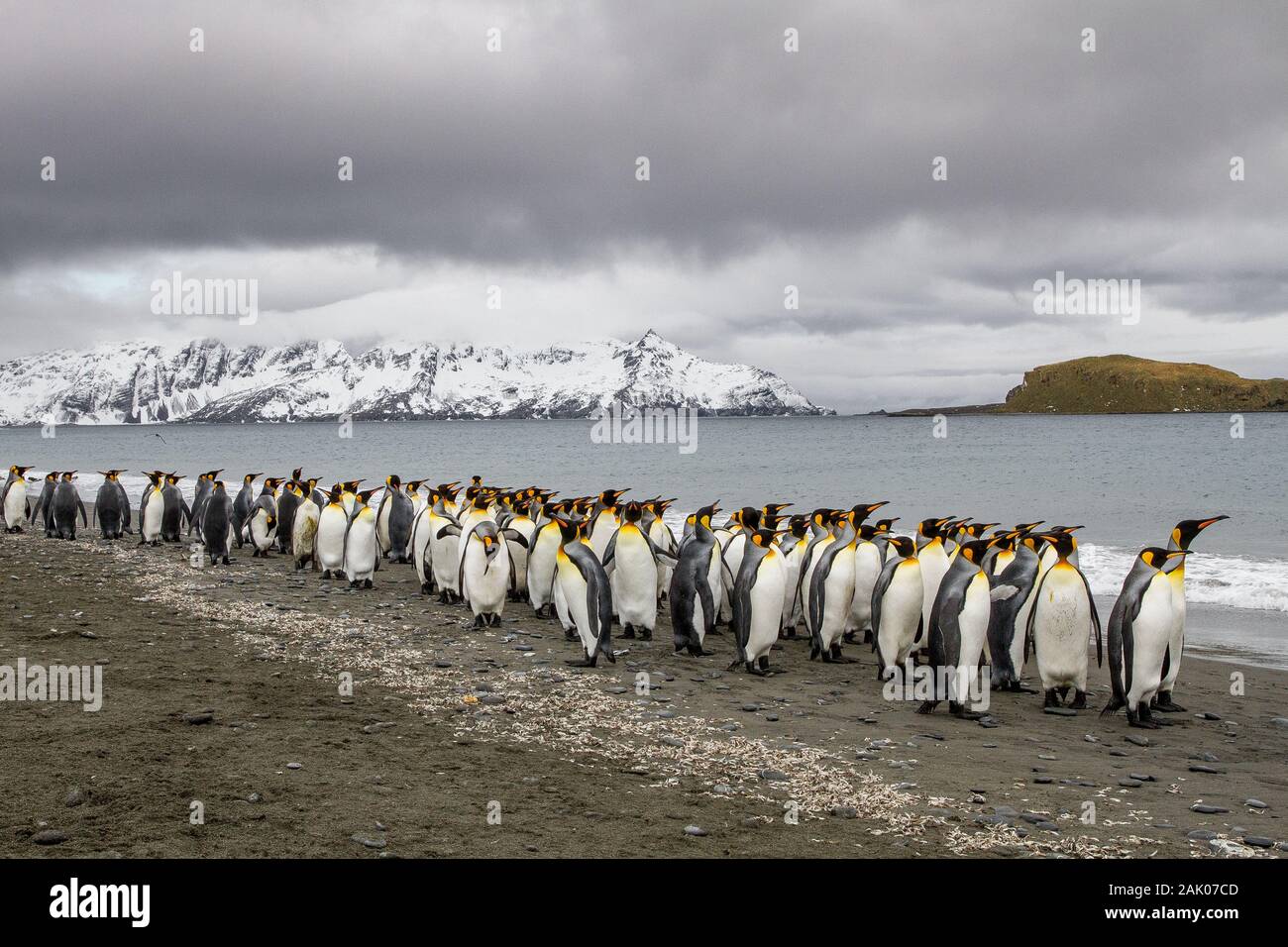 King Penguins returning from the sea in the surf, Salisbury Plain, South Georgia, Antarctica Stock Photo