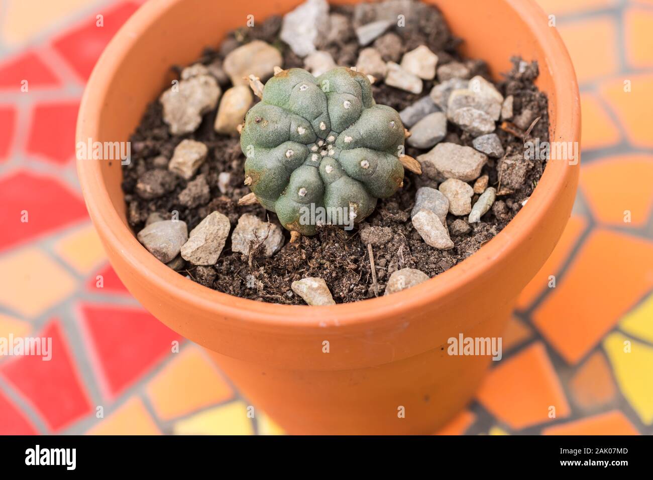 Peyote plant growing in a pot Stock Photo