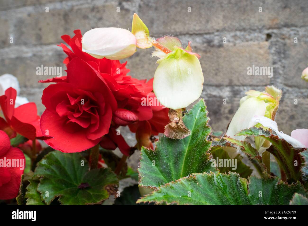 White and red colored double flowered Begonia in an urban garden Stock Photo