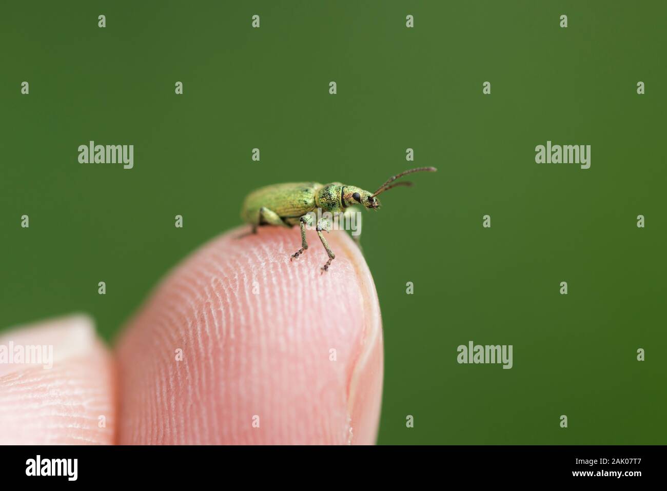 Nettle weevil on a finger for scale Stock Photo
