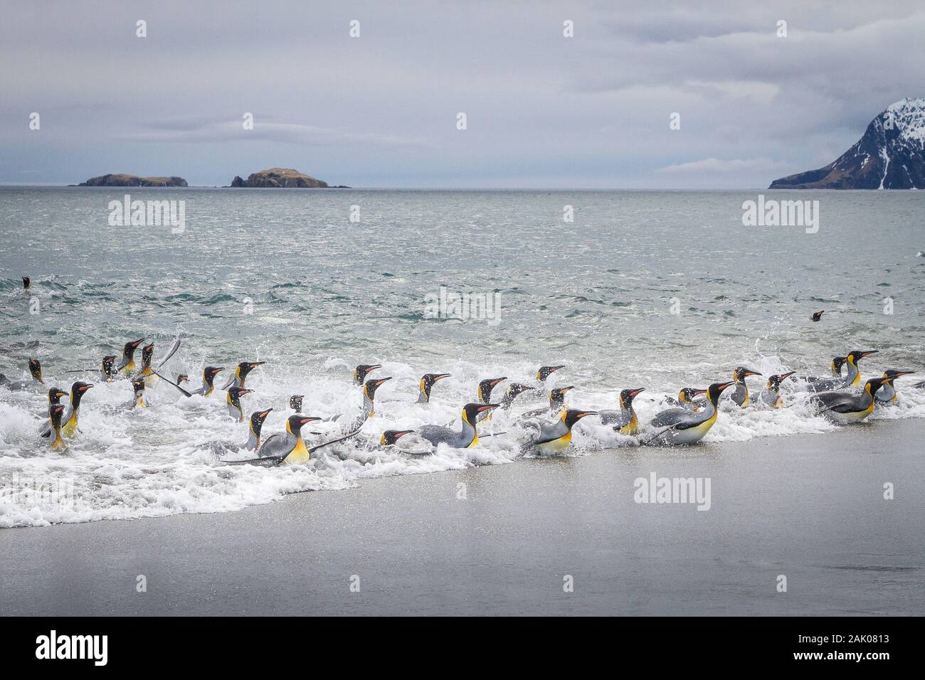 King Penguins returning from the sea in the surf, Salisbury Plain, South Georgia, Antarctica Stock Photo