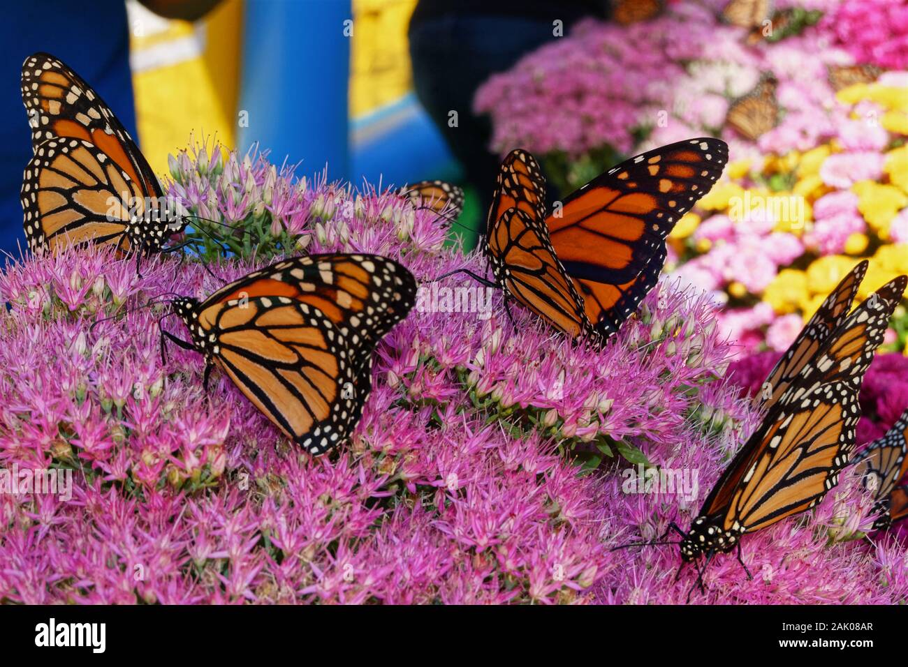 Four bright Monarch butterflies of various shades of orange rest upon a beautiful bouquet of