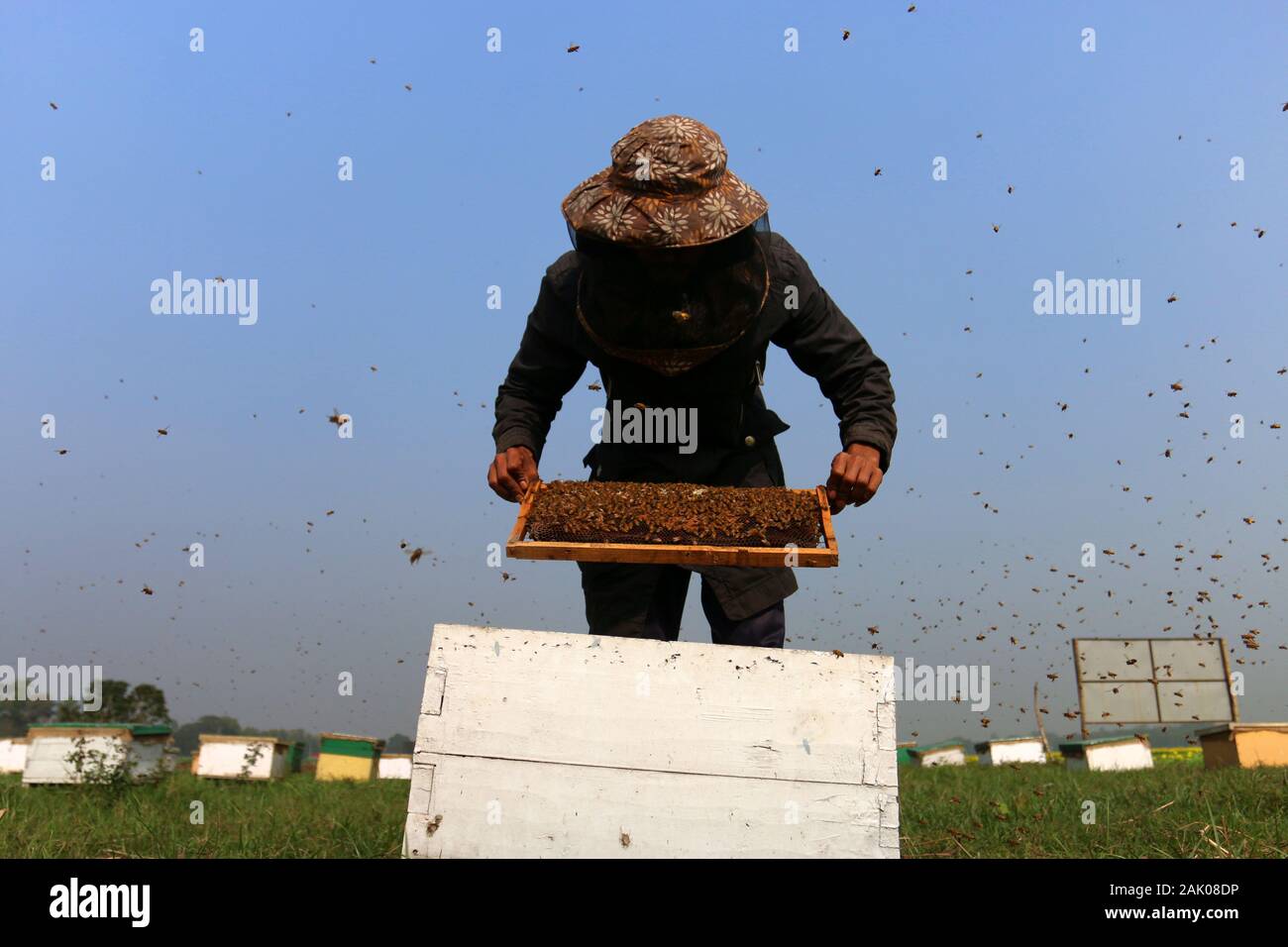 A worker holds a beehive set up at a mustard field in Munshiganj, Dhaka.According to the Bangladesh Institute of Apiculture (BIA), around 25 thousand cultivators including 1,000 commercial agriculturists produce at least 1500 tons of good quality honey a year across the country. Stock Photo