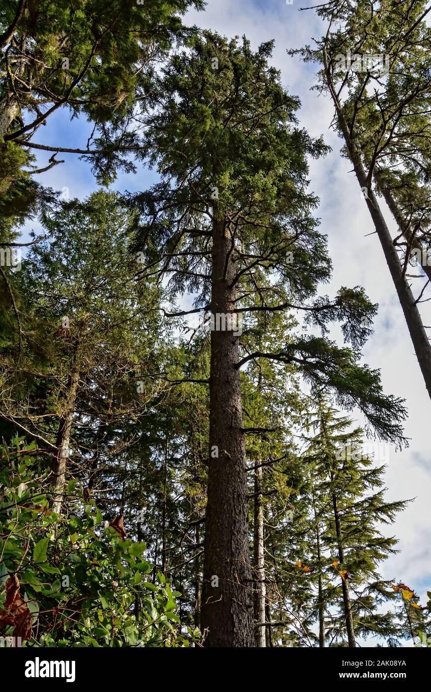 Sitka Spruce, Juan de Fuca Trail, Vancouver Island Stock Photo