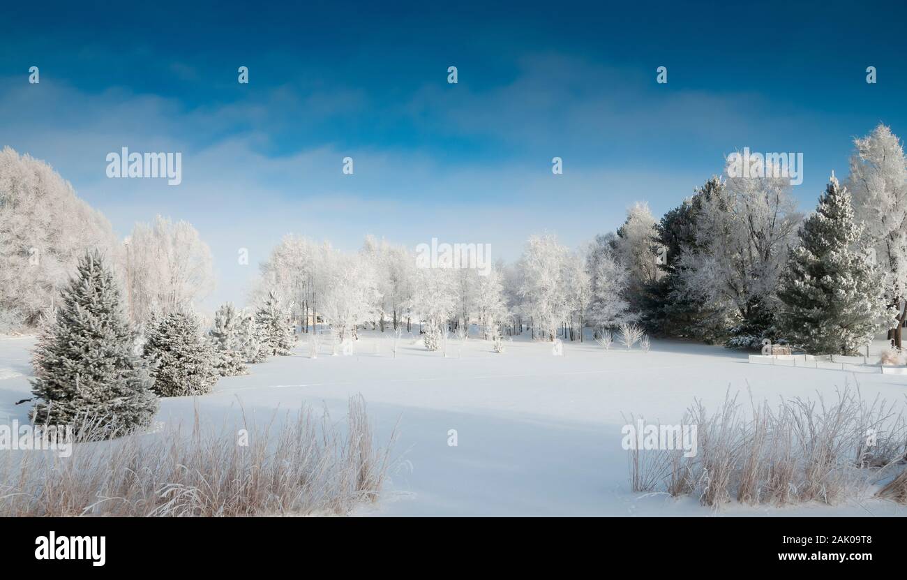 Frosty trees with blue sky Stock Photo