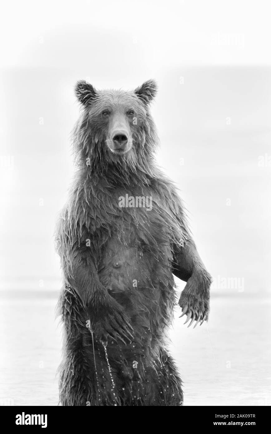 Grizzly bear Black and White Stock Photos & Images Alamy