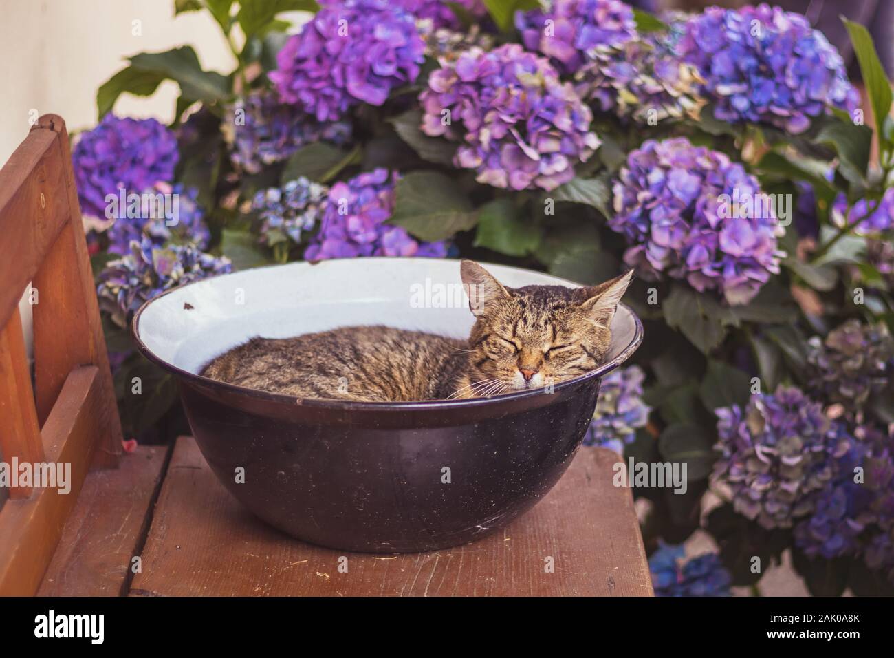 Tabby cat sleeping in a bowl on a wooden bench (in the garden), surrounded by blue and purple hydrangea flowers Stock Photo