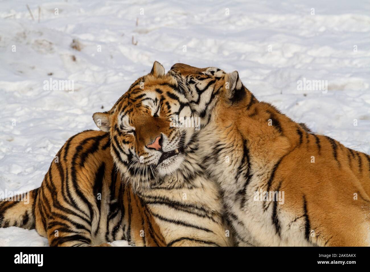 Siberian tigers in the tiger conservation park in Hailin, Heilongjiang province, North East China Stock Photo