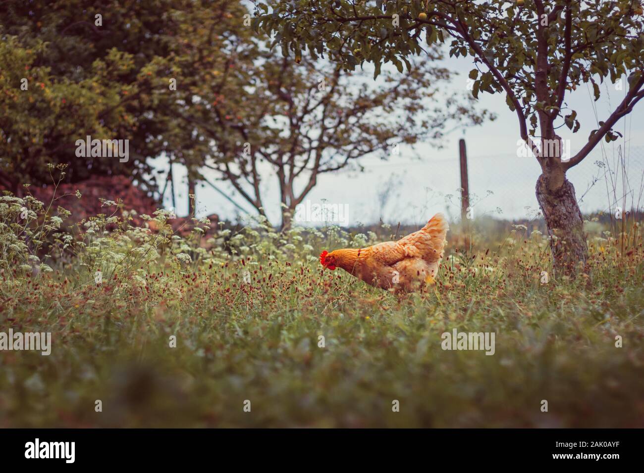 Garden trees grass hi-res stock photography and images - Alamy