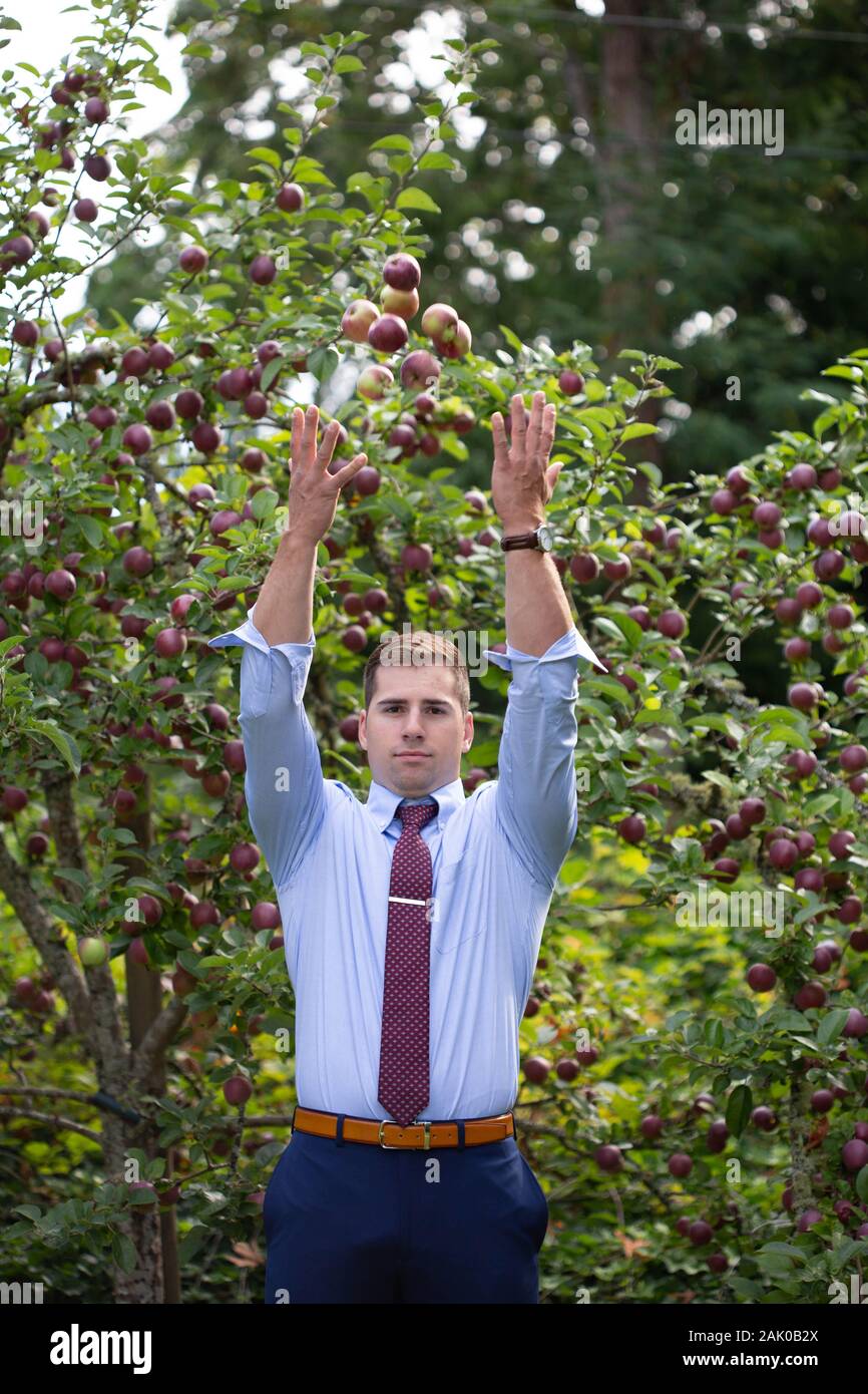 Man in apple orchard throws handful of apples in the air. Stock Photo