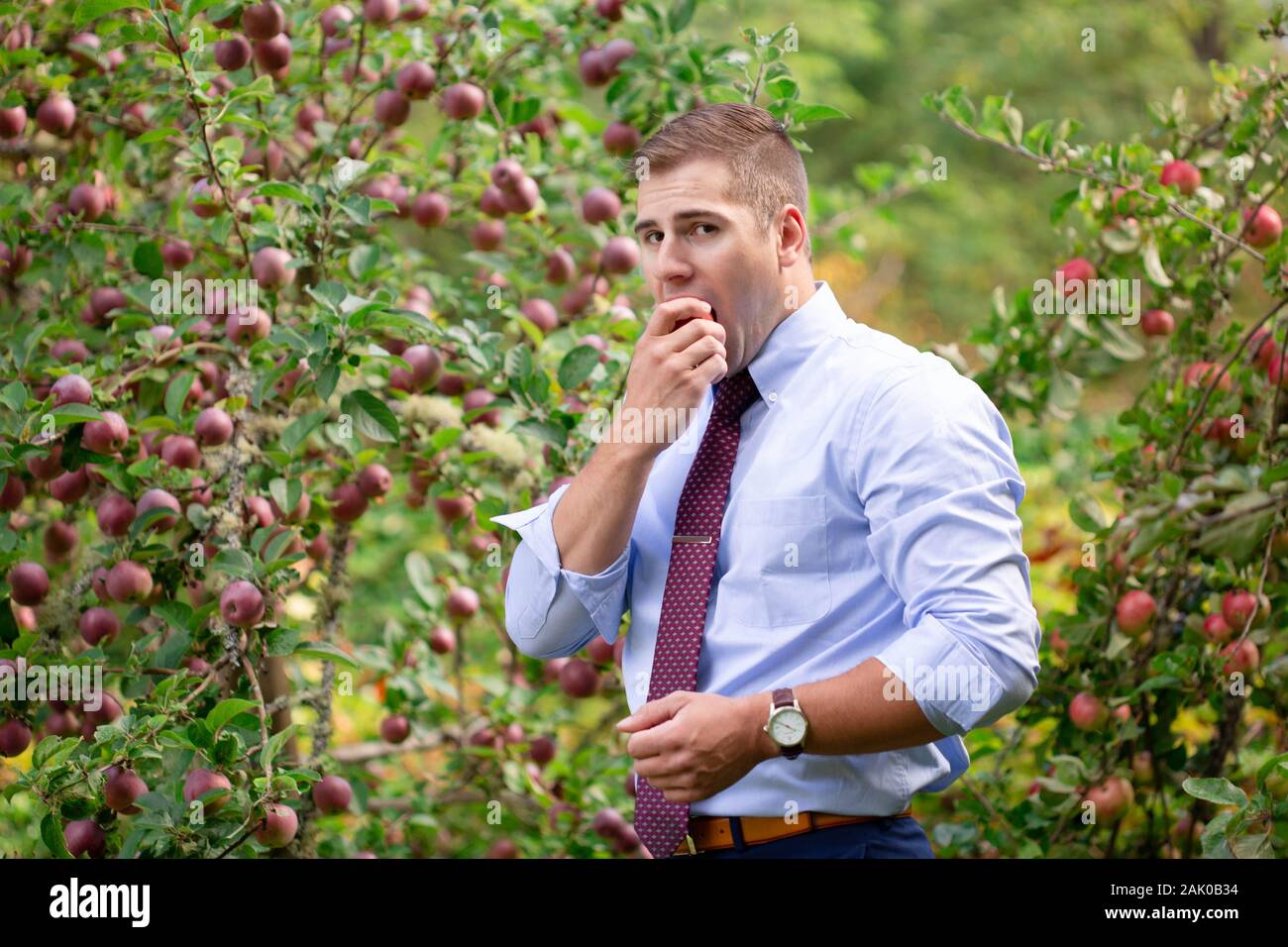 Young man in apple orchard takes bite out of apple. Stock Photo