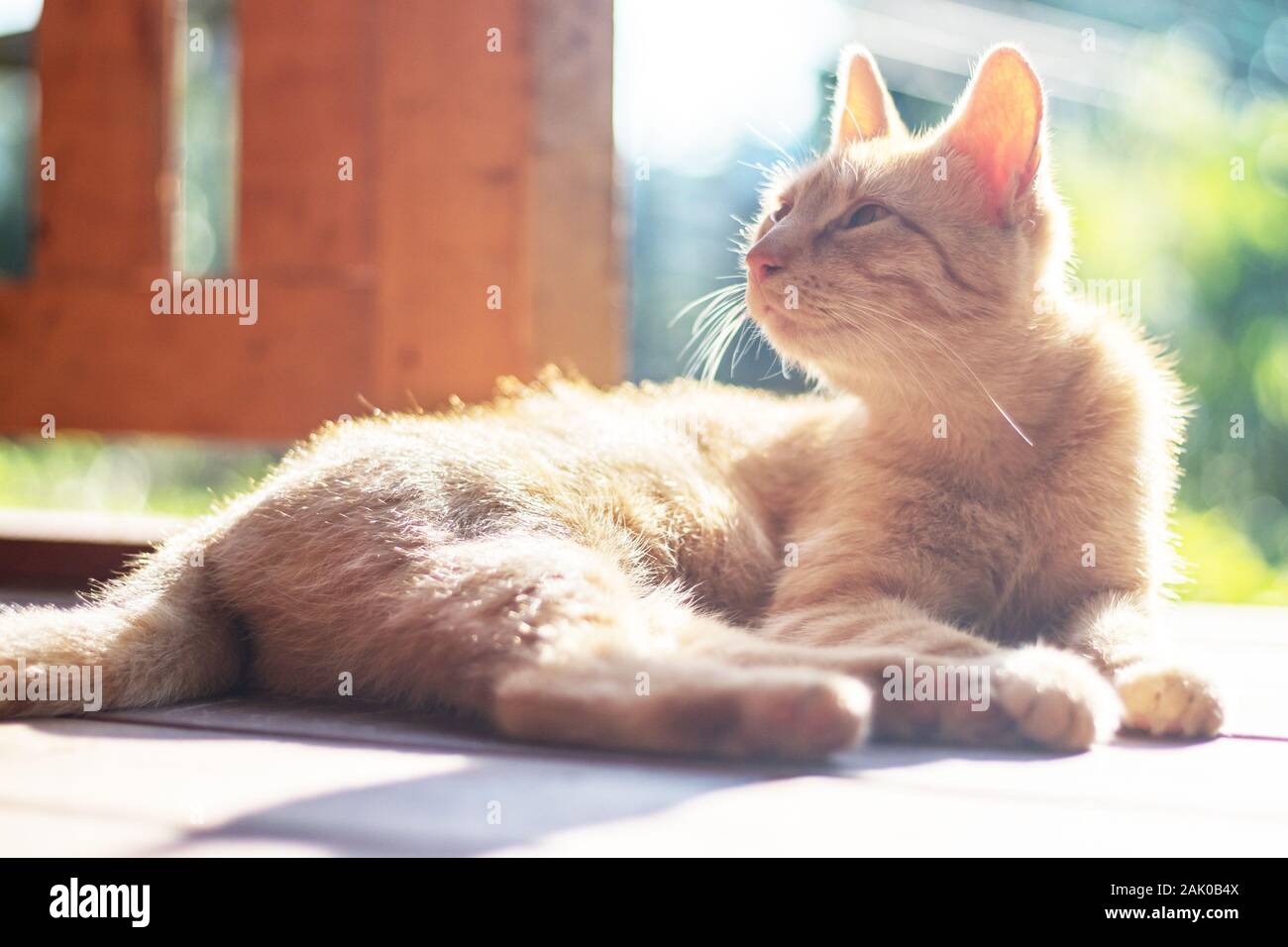 red cat lying and resting outside on terrace and looking up, sunny day Stock Photo