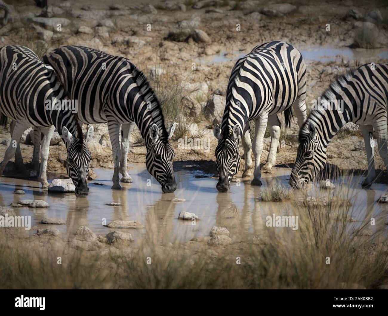 Four zebras drinking at water hole in Etosha NAtional PArk, Namibia Stock Photo