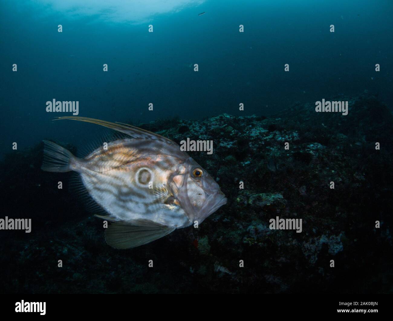 Picture of a Saint Peter fish (Zeus faber) taken in the Mediterranean Sea.This specie use to